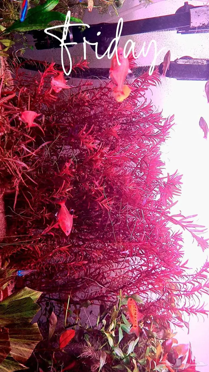 Aquarium plant rotala super red 1