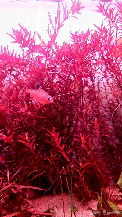 Aquarium plant rotala super red index