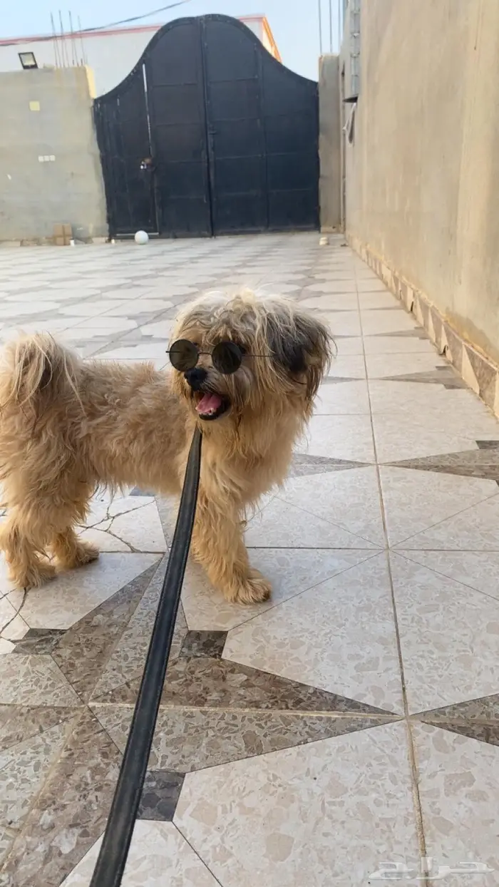 كلب لاشا ابسو 0