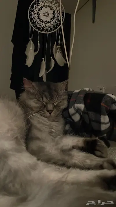 قط ضائع   قط مفقود index