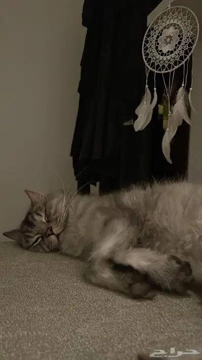 قط ضائع   قط مفقود index