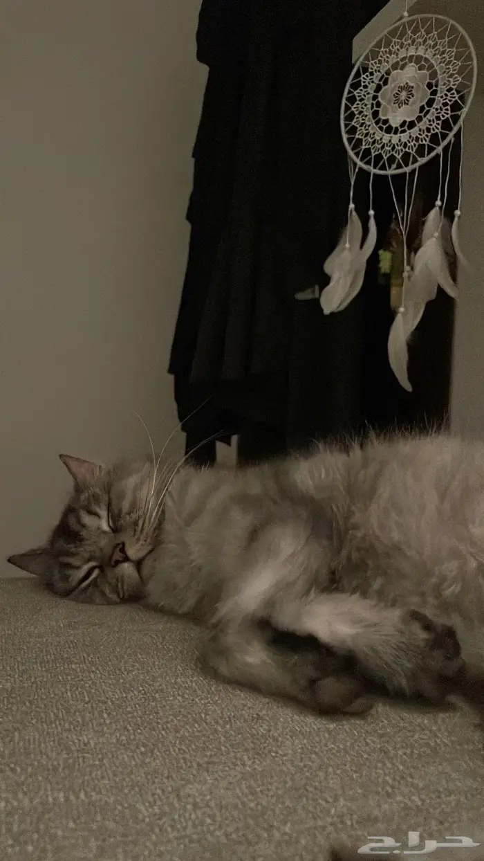 قط ضائع   قط مفقود 0