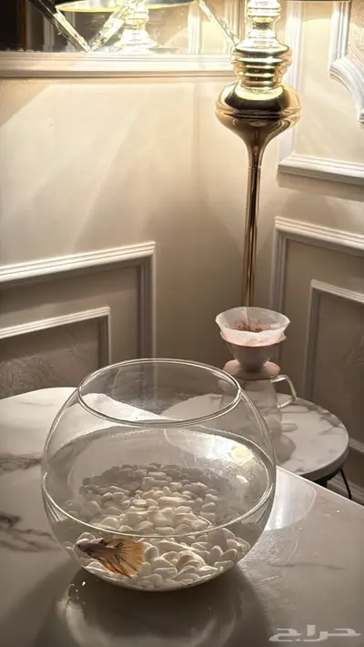 للبيع سمكه الفايتر index