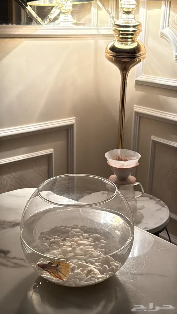 للبيع سمكه الفايتر 0