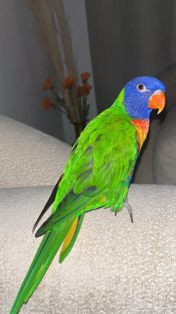 ببغاء 1