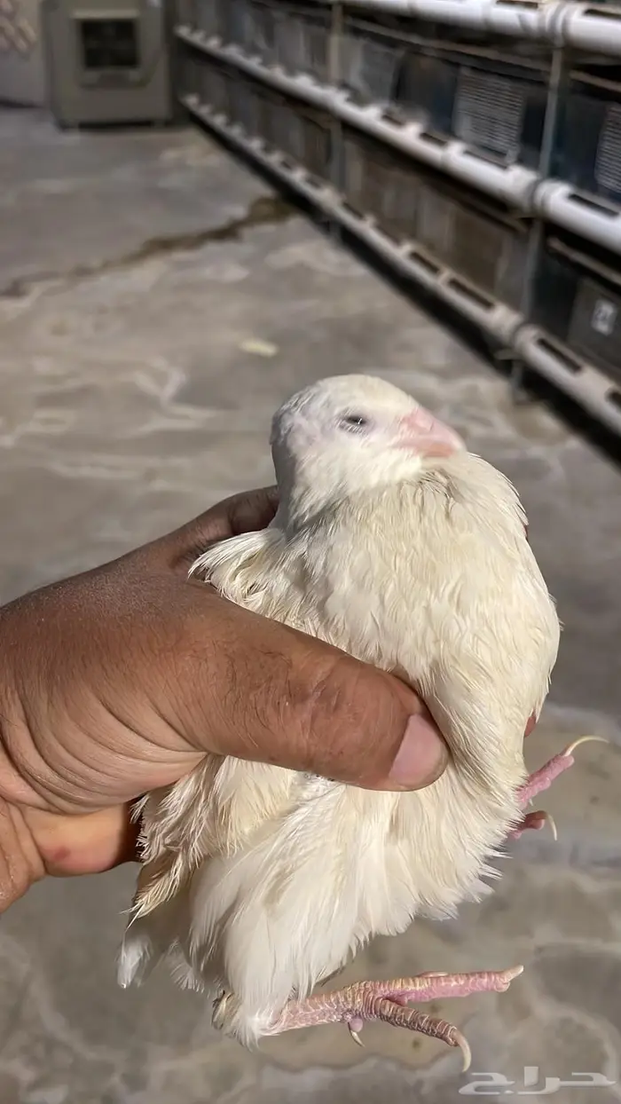 سمان فري للبيع 0