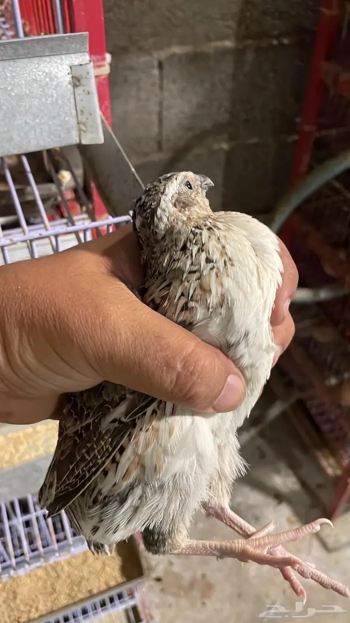 سمان فري للبيع 1