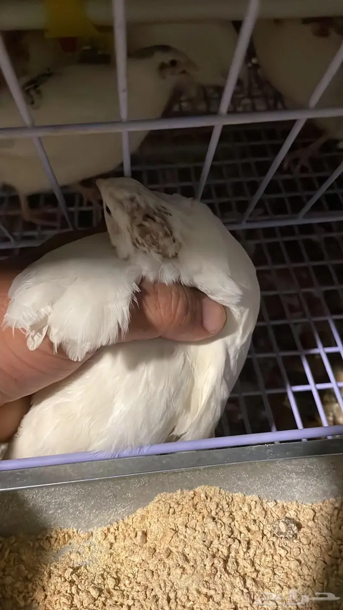 سمان فري للبيع 2