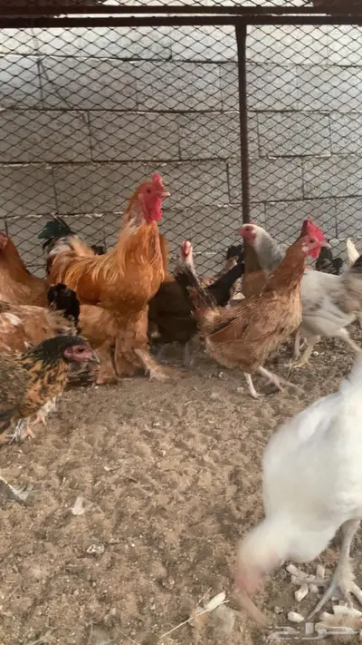 دجاج بلدي مع تركي index