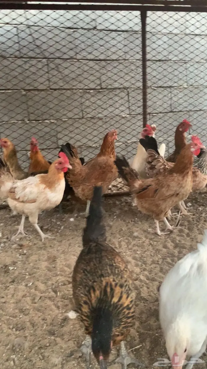 دجاج بلدي مع تركي 1