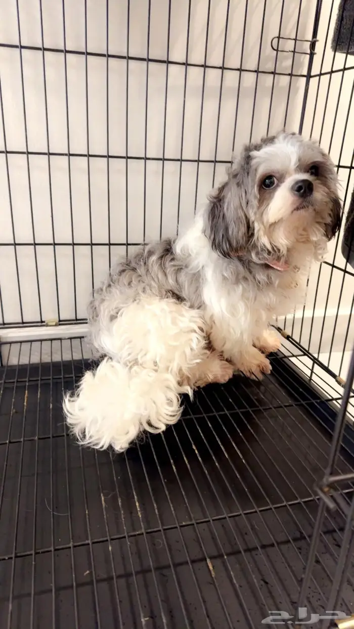 كلب مالتيز ( اخذ التطعيمات ) 2