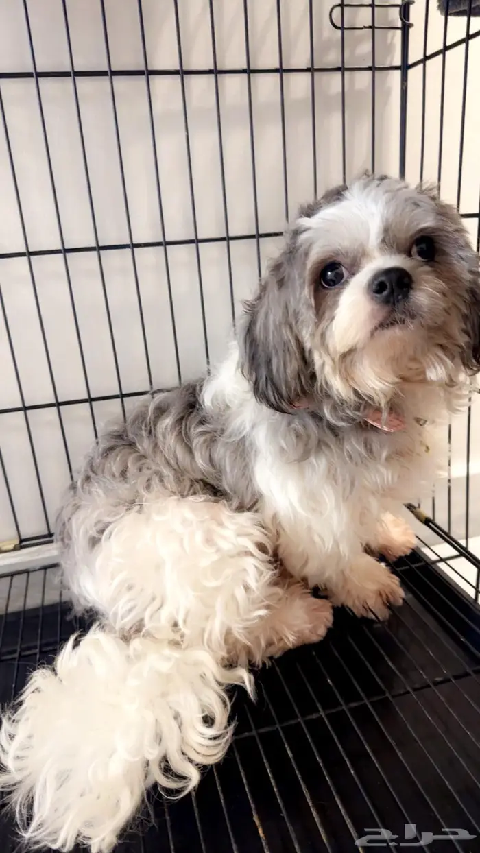 كلب مالتيز ( اخذ التطعيمات ) 0