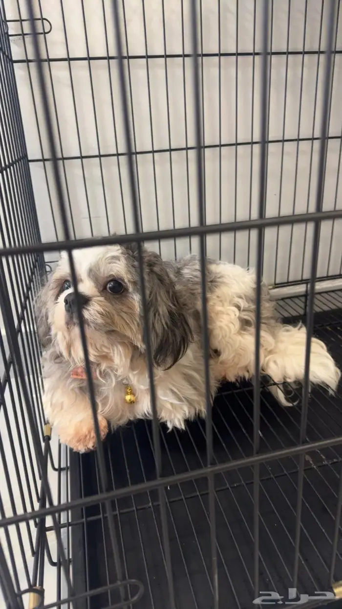 كلب مالتيز ( اخذ التطعيمات ) 1