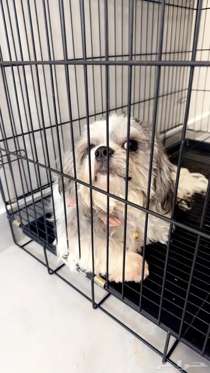 كلب مالتيز ( اخذ التطعيمات ) 3