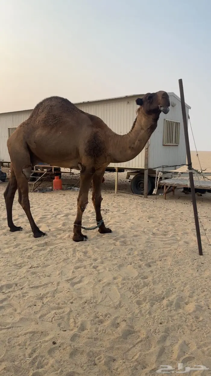 جذع اصفر دبياني 0