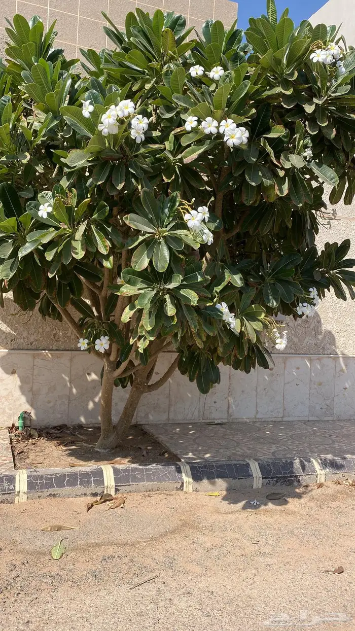 ياسمين هندي حجم كبير 5