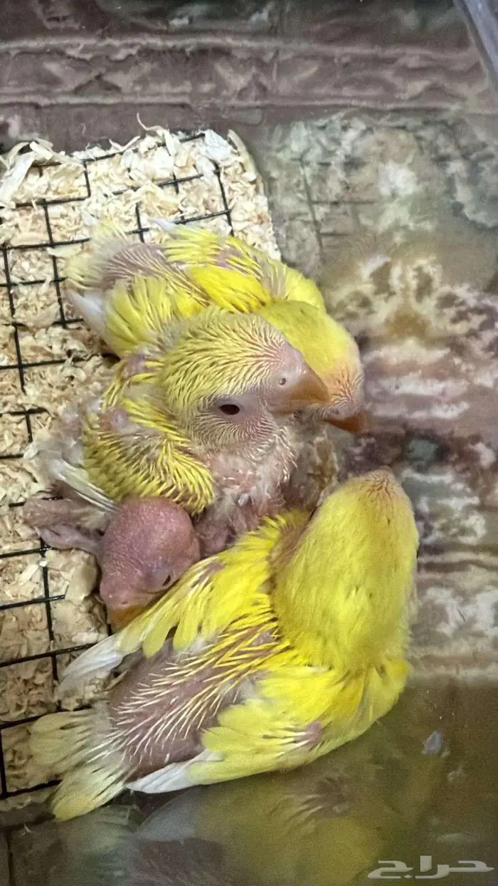 للبيع جوز روز رد اوبلاين عيون حمر 3