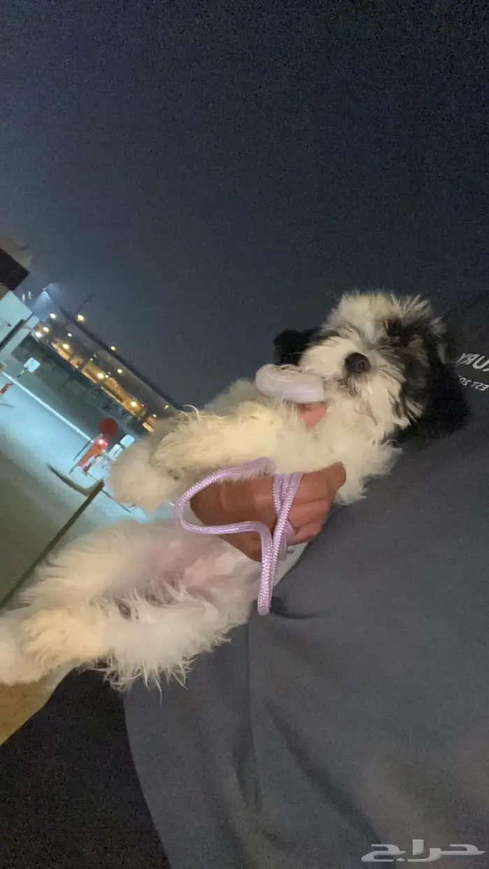 انثى شيتزو بعمر شهرين 0