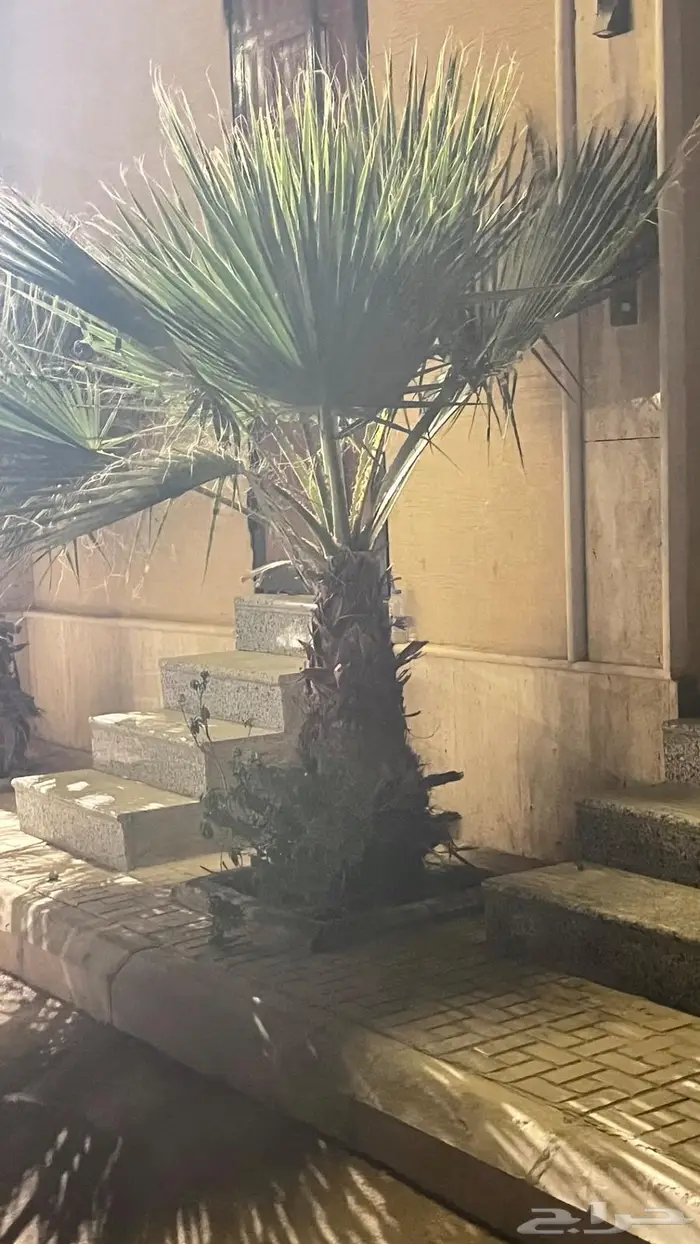 للبيع نخل واشنطني 0