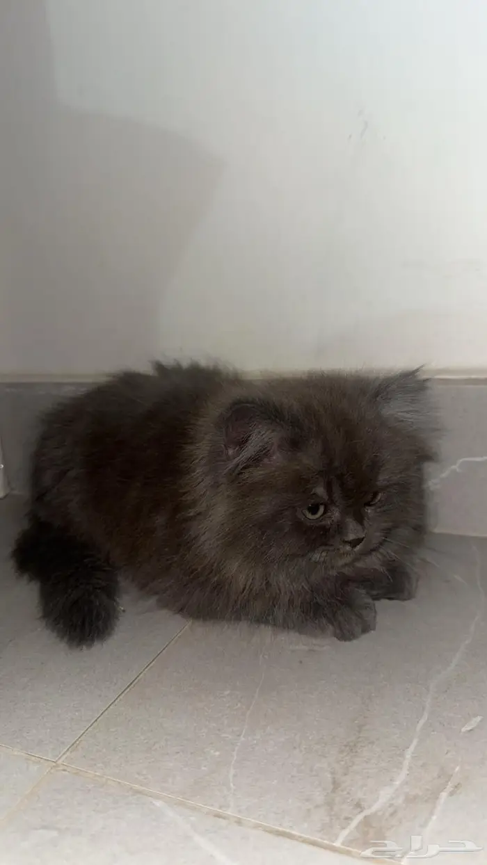 قط ذكر شيرازي 0