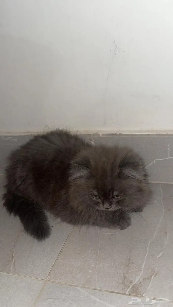 قط ذكر شيرازي 1