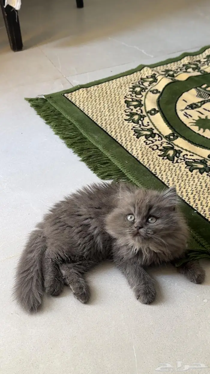 قط ذكر شيرازي 3