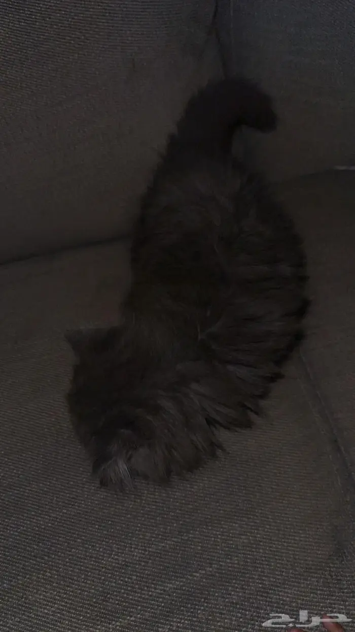 قط ذكر شيرازي 6