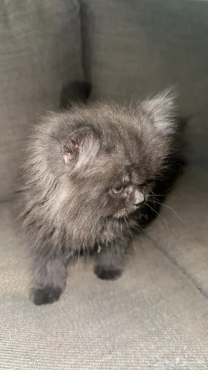 قط ذكر شيرازي 5