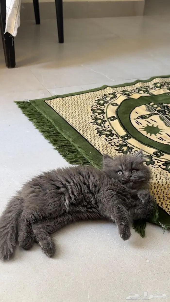 قط ذكر شيرازي 2