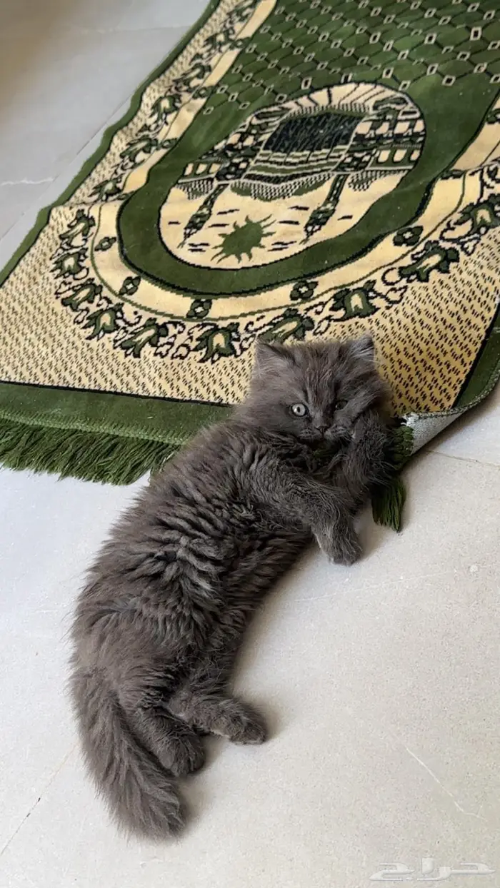 قط ذكر شيرازي 4