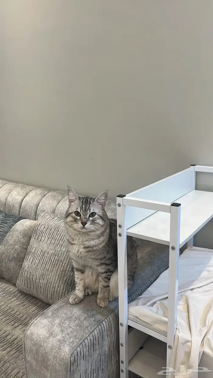 قطو سكوتش ستريت لتبني 5