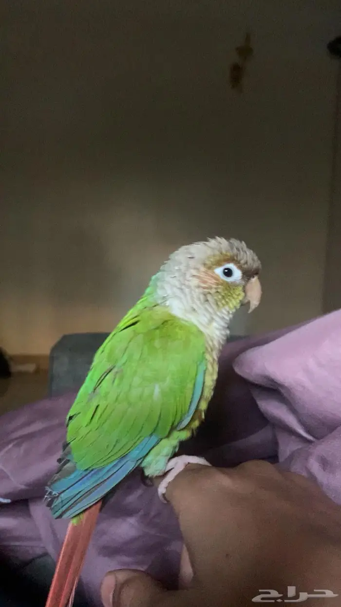 ببغاء كنيور اليف 3