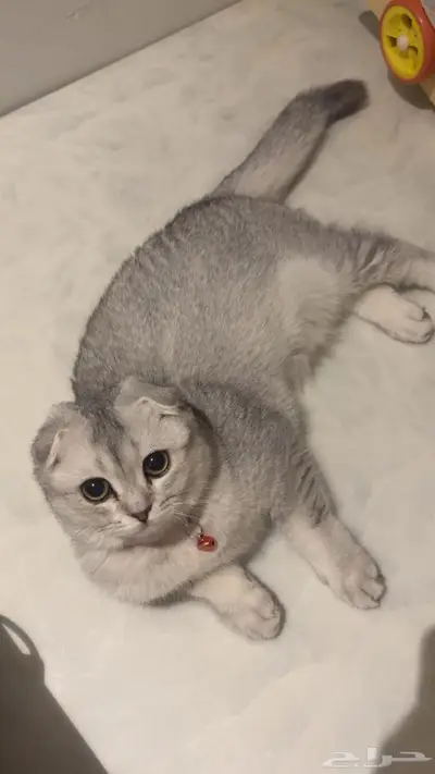 قطط سكوتش فولد و سكوتش ستريت index