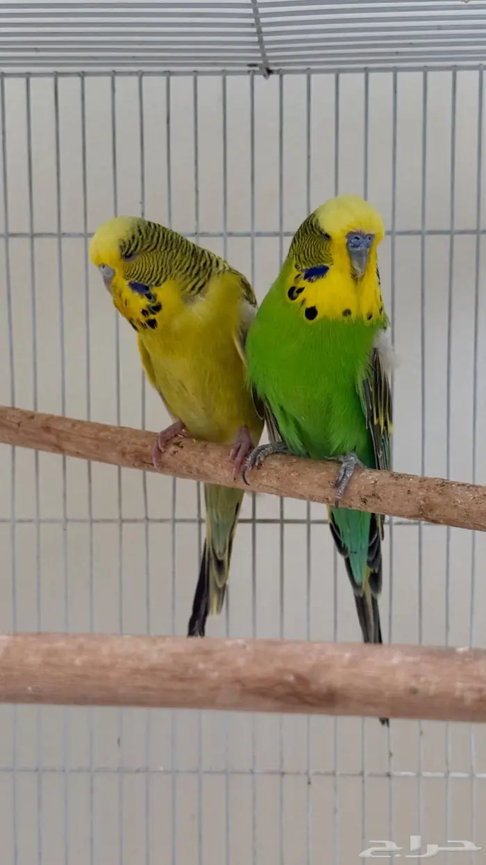 بادجي إنجليزي منتج 1