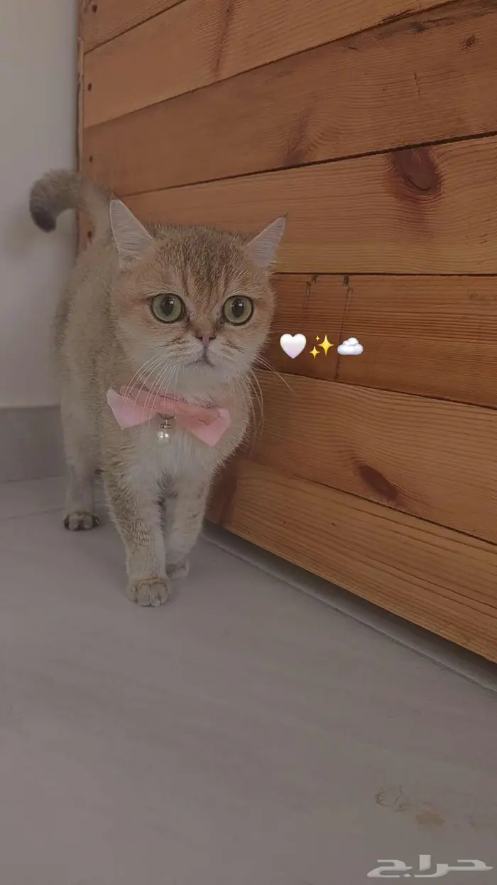 قطة سكوتش مستوردة 0