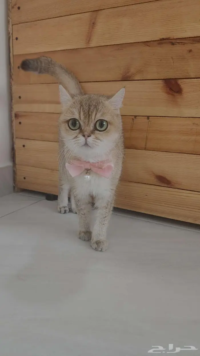 قطة سكوتش مستوردة 1