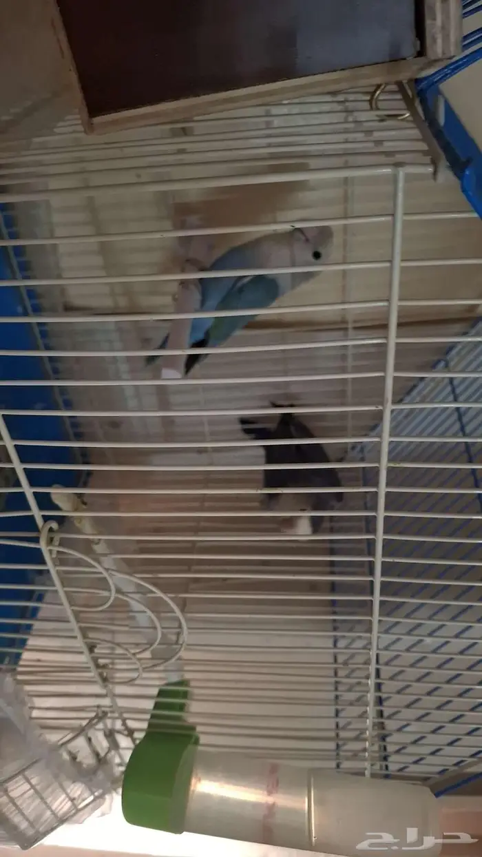 زوج روز للبيع 2