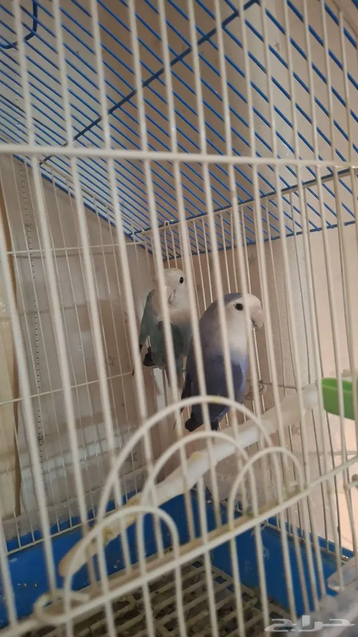 زوج روز للبيع 1