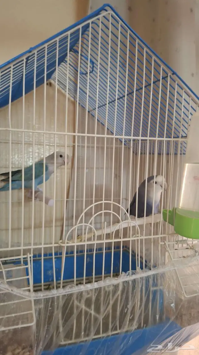 زوج روز للبيع 0