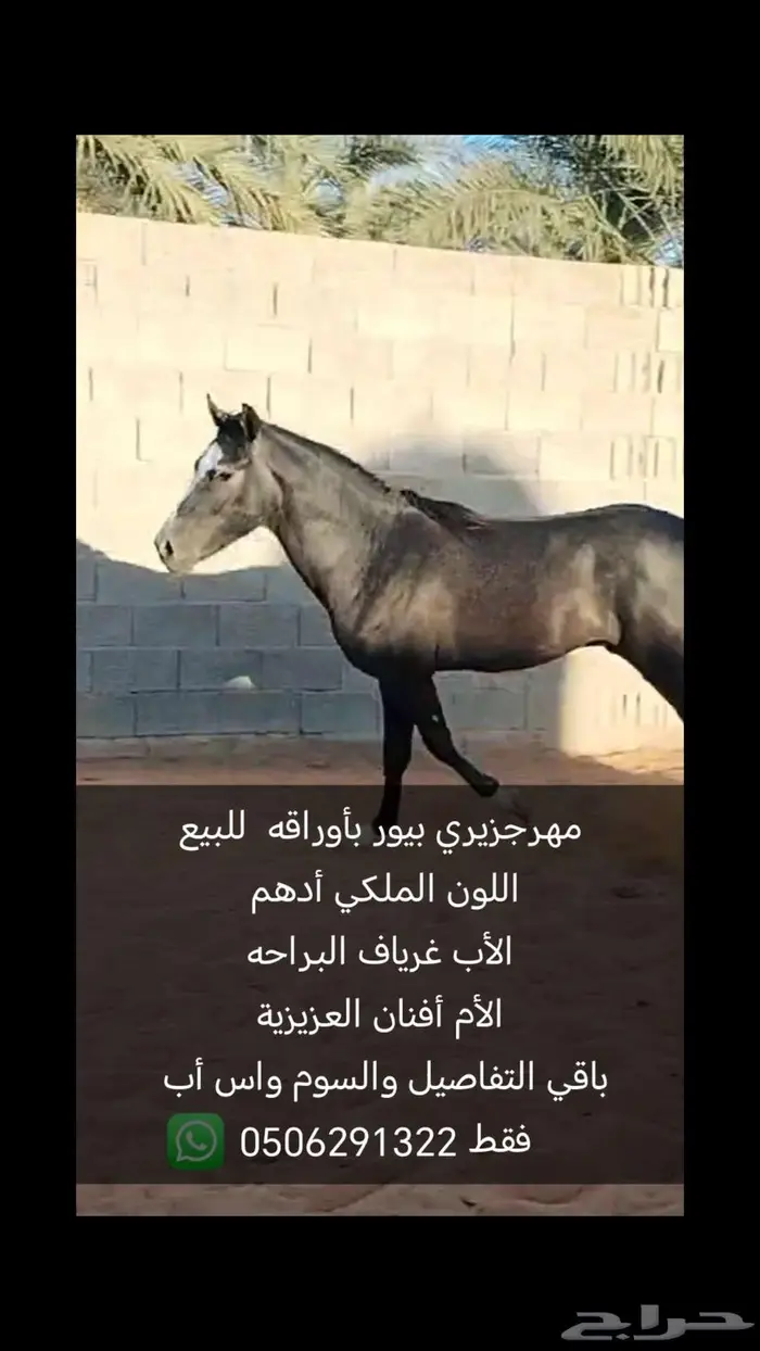 حصان جزيري بيور ادهم لون ملكي ودم فاخر 0