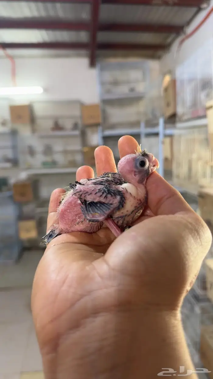 فروخ كروان غر 7