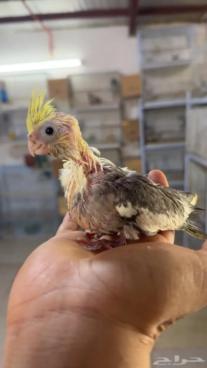 فروخ كروان غر 0