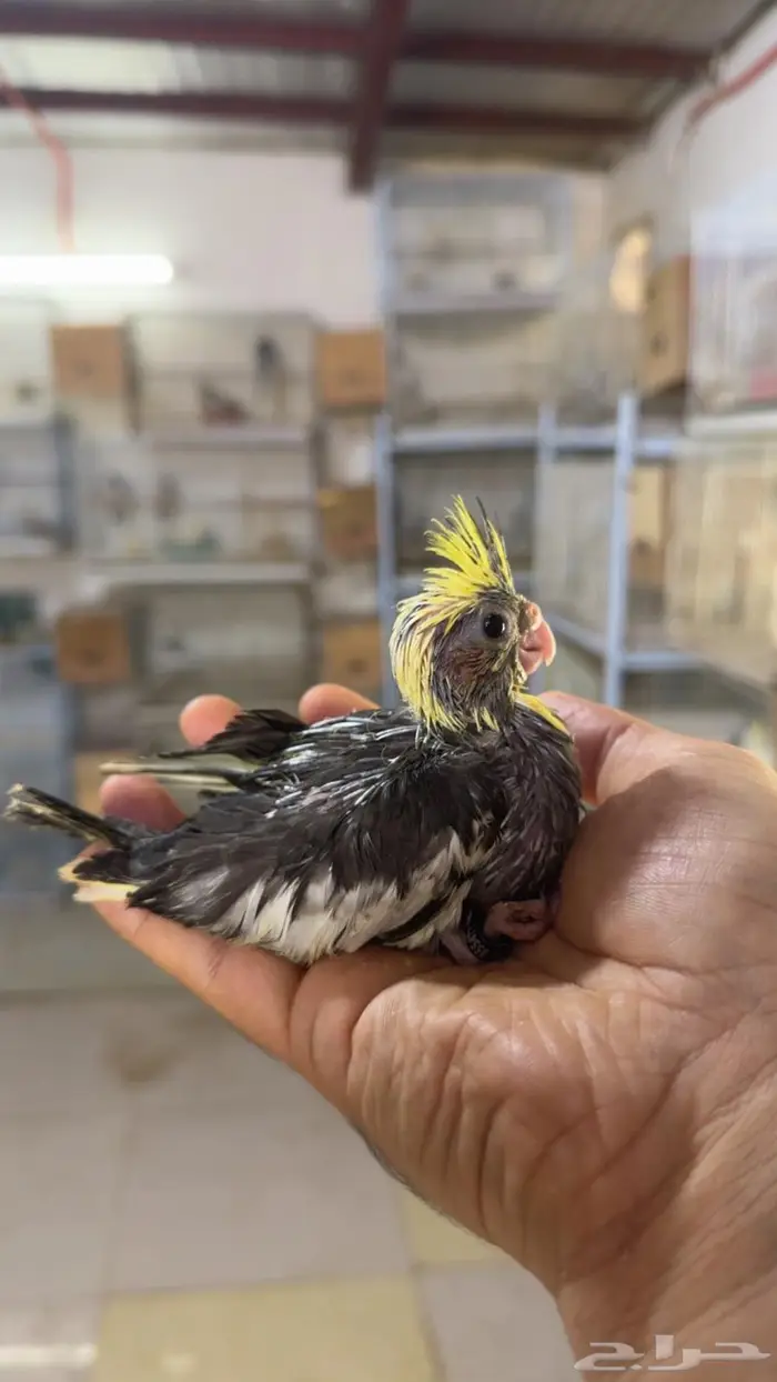 فروخ كروان غر 1