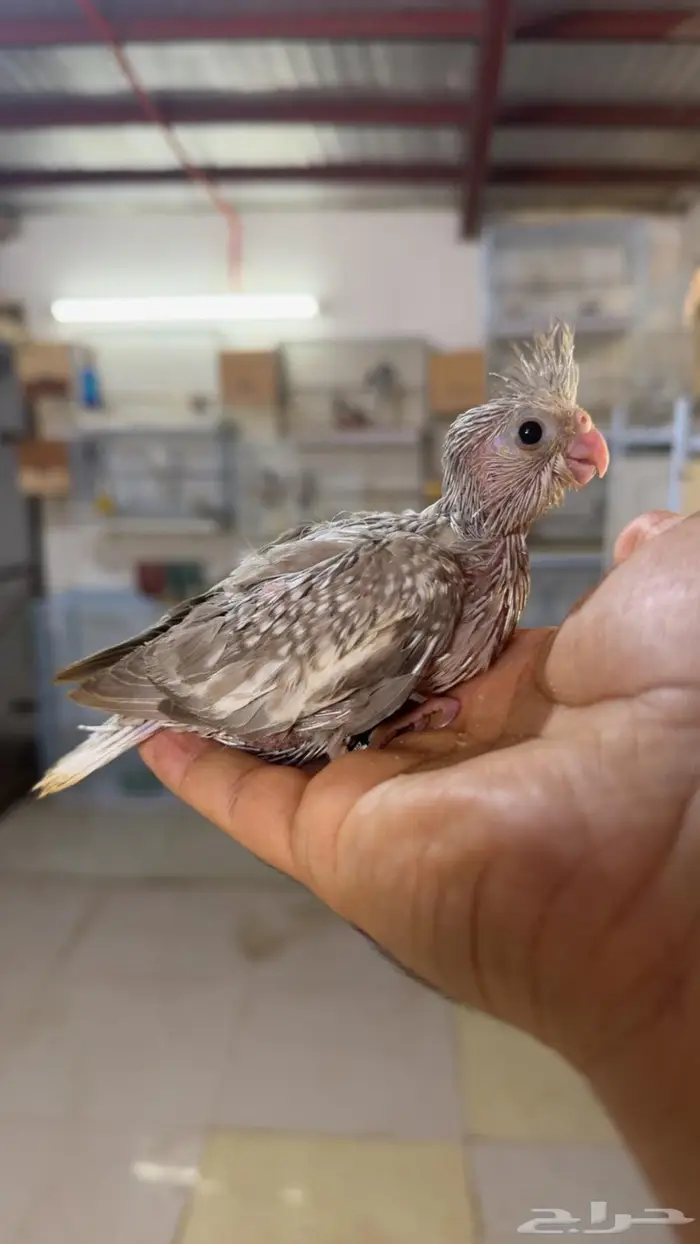 فروخ كروان غر 2