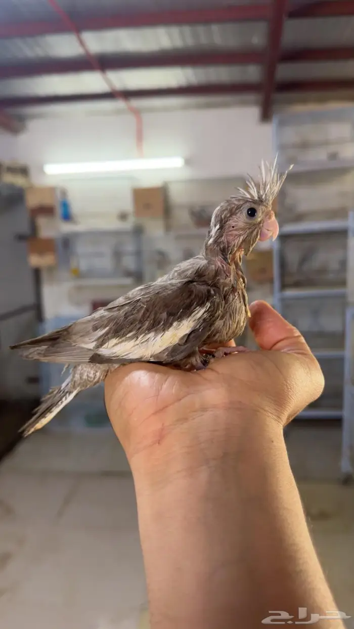 فروخ كروان غر 6