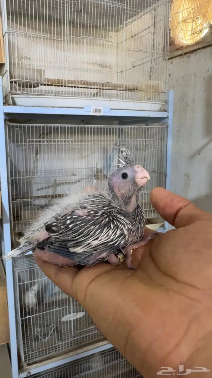 فروخ كروان غر 3