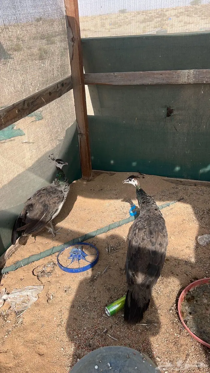 طائوس للبيع 1