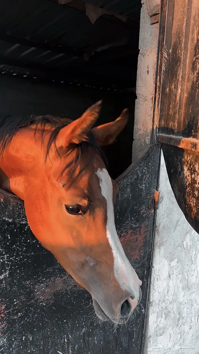 مهره عربيه أصيله 1