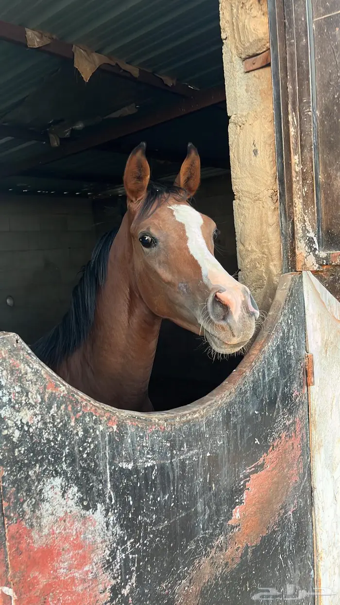 مهره عربيه أصيله 2