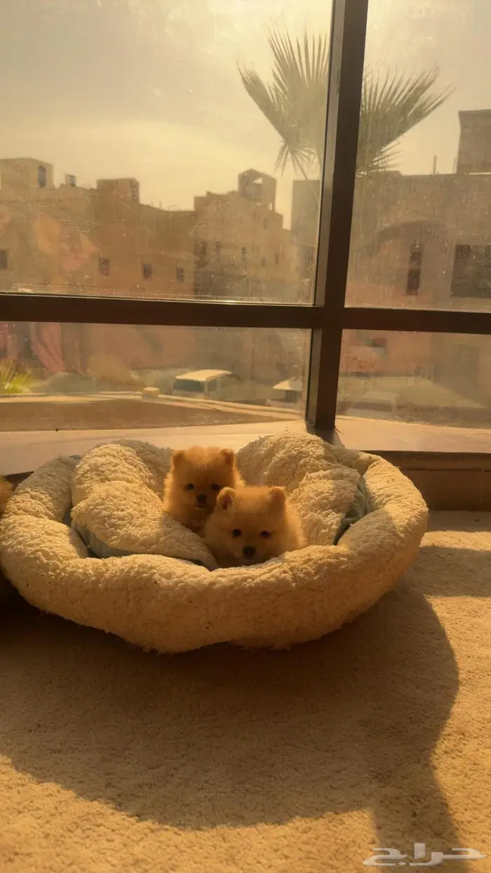 كلاب بومرينان صغيرة للبيع 0